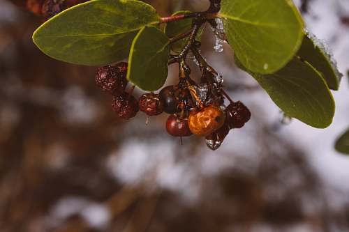 black butte round red fruit sisters
